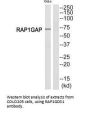 RAP1GAP Antibody