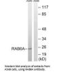 RAB6A Antibody