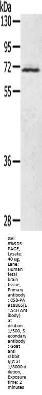 LTA4H Antibody