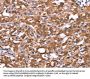 AMER1 Antibody