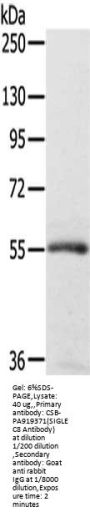 Rabbit anti-human SIGLEC8 polyclonal antibody
