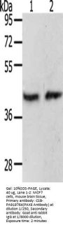 PAX8 Antibody