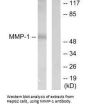 MMP1 Antibody