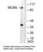 MCM5 Antibody