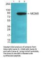 MCM5 Antibody