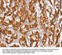 PLIN2 Antibody