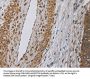 DCTN3 Antibody