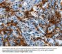 Rabbit anti-human IL20RA polyclonal antibody