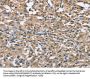 FLT3 Antibody