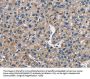 FLT3 Antibody