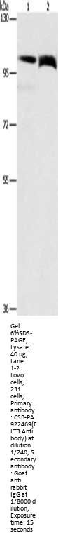 FLT3 Antibody