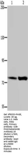 GAB2 Antibody