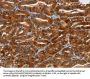 NCR1 Antibody