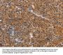 NCR1 Antibody