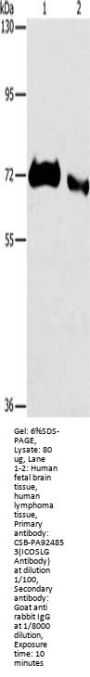 ICOSLG Antibody
