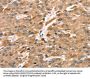 SDC3 Antibody