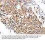 SDC3 Antibody