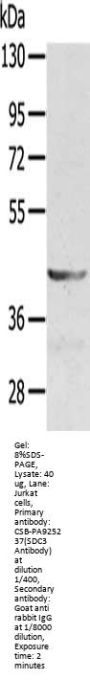 SDC3 Antibody