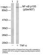 Phospho-NFKB1 (Ser907) Antibody