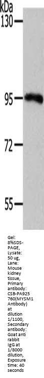 MYSM1 Antibody