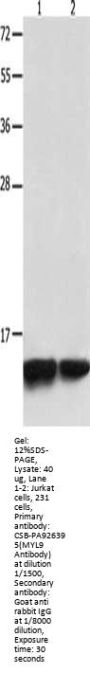 MYL9 Antibody