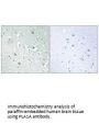 PLA1A Antibody