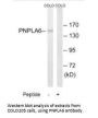 PNPLA6 Antibody