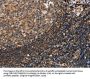 PON1 Antibody