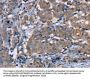 PON1 Antibody