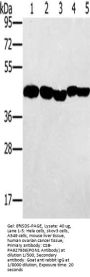 PON1 Antibody