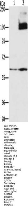 HIF1A Antibody