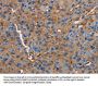 NLGN1 Antibody