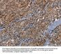 HMGCR Antibody