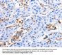 MFN1 Antibody