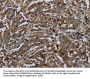 GLUL Antibody