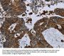 GLUL Antibody