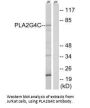 PLA2G4C Antibody