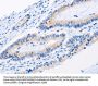 BMP3 Antibody