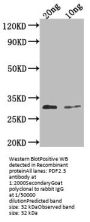 PDF2.3 Antibody