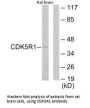 CDK5R1 Antibody
