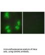 CDK5R1 Antibody