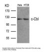 CBL (Ab-700) Antibody