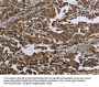 HSPA9 Antibody