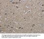 HSPA9 Antibody