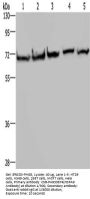 HSPA9 Antibody