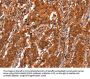 GCG Antibody
