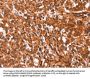 GCG Antibody