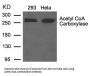 ACACA Antibody