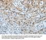 CDKN1A Antibody