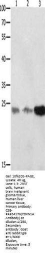 CDKN1A Antibody